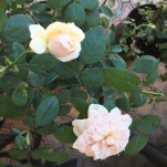 Unknown English Rose