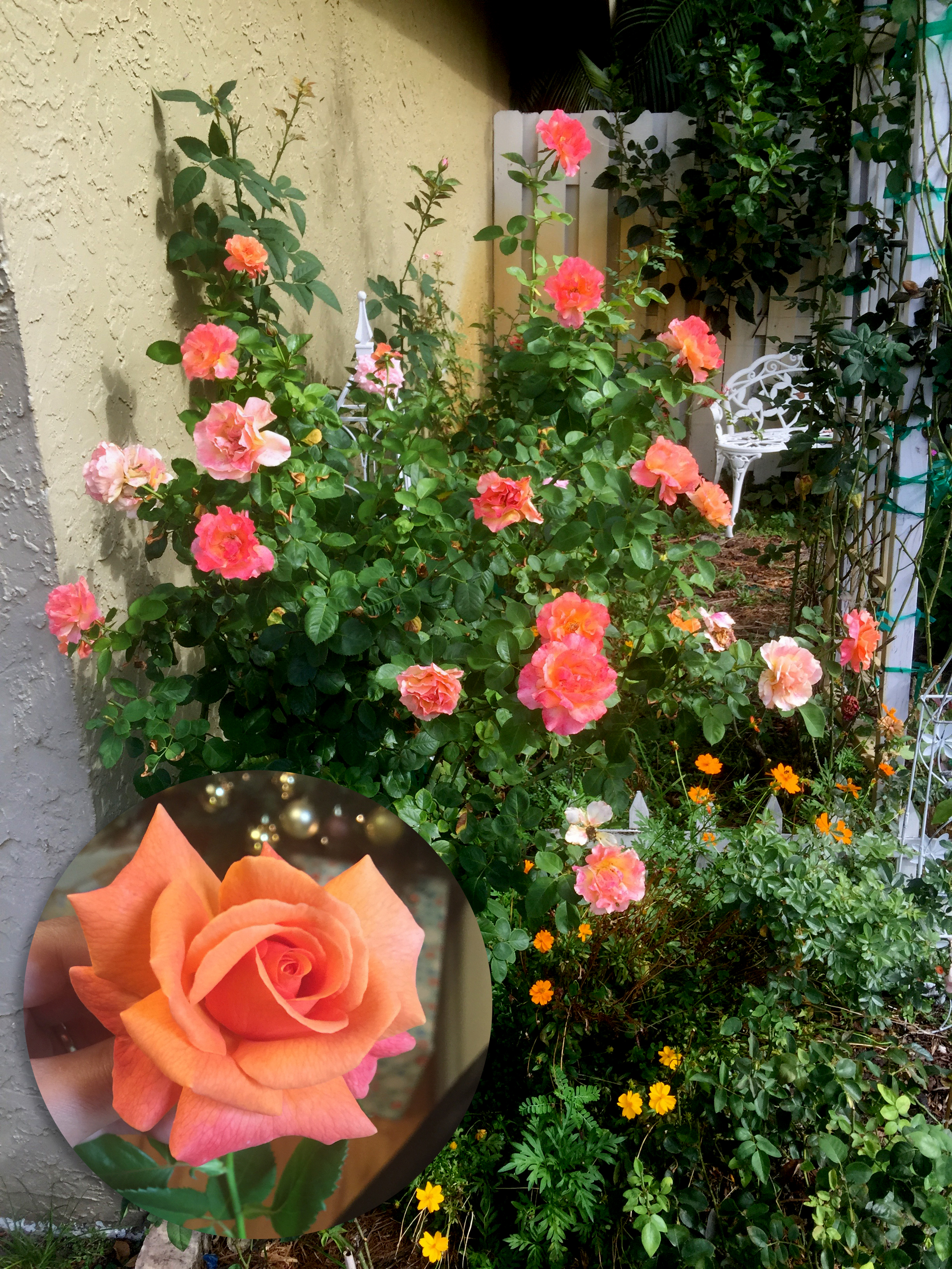 10 Roses That Should Have A Home In Every South Florida Garden